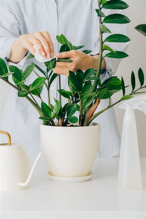 家中招財植物|風水植物｜不只富貴竹！7款招財/招桃花植物推介+不 